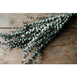 Eukalyptus "Baby Blue" in Grün im Bund 55-60cm