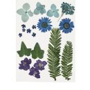 Gepresste Blumen& Blätter blau-grün