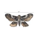 Tim Holtz Halloween Transparencies, Moths