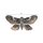 Tim Holtz Halloween Transparencies, Moths