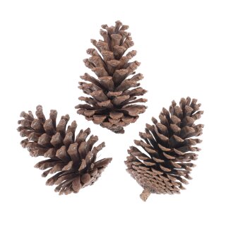 Kiefernzapfen Natur, 11-14 cm 3 Stück