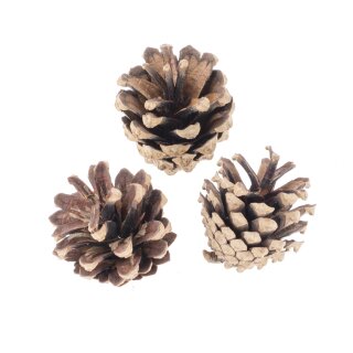 Kiefernzapfen Mix Natur 30-50mm 150g