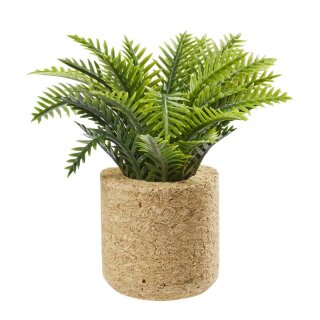 Palmenpflanze Miniatur uin Korktopf 65mm