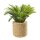 Palmenpflanze Miniatur uin Korktopf 65mm