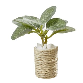 Zimmerpflanze in Topf 55 mm