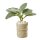 Zimmerpflanze in Topf 55 mm