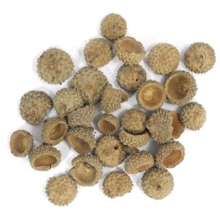 Eichel Hüttchen/ Eichelkappen 20 gr. Natur