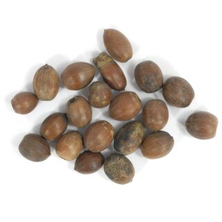 Eicheln 35 gr