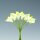 Glorex Callas 12 Blüten 12cm hellgrün